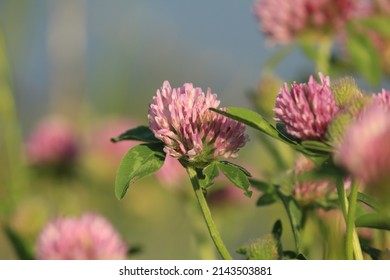 Trifolium pratense, red clover. Pink clover flowers close-up in green foliage in sunlight against a purple-blue sky. Close-up of red clover flowers in the meadow. Pink wildflowers background.