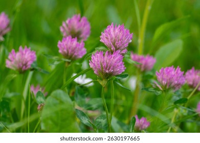 Trifolium pratense trébol rojo planta de floración salvaje, flores de prado púrpura común en flor