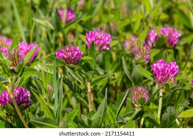 Trifolium pratense. Thickets of a blossoming clover. Red clover plants in sunshine. Honey bee at red clover flower. Flowering field with red clover and green grass.