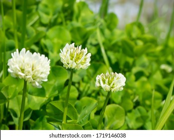 Trifolium repens close-up with white flowers in early summer