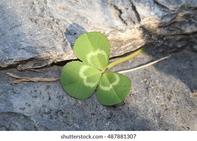 Trifolium repens, commonly called white clover - Shutterstock ID 487881307