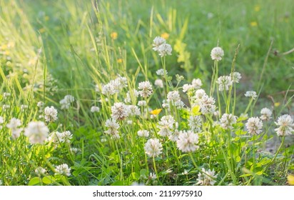 Trifolium repens, white clover, Dutch clover, Ladino clover or Ladino in the gentle light green grass flooded with the spring sun - a pleasant green background with blurred copy of the space for text