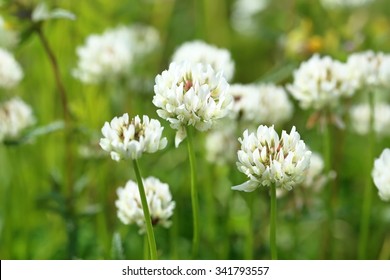 Trifolium repens. The white clover grows on a meadow