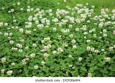 Trifolium repens, white clover herbaceous perennial plant