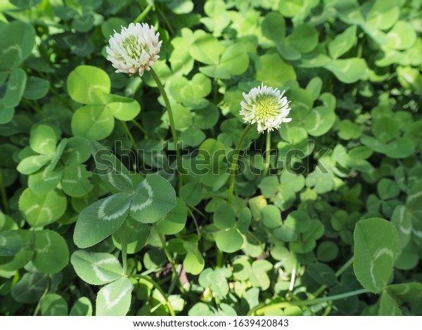 Trifolium repens or  white clover also known as\
Dutch clover, Ladino clover, or\
Ladino
