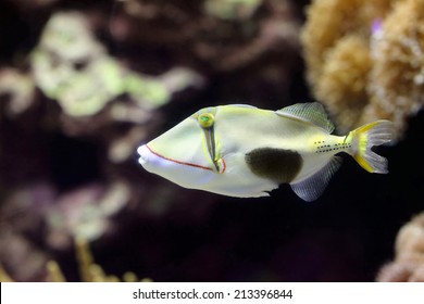 trigger fish