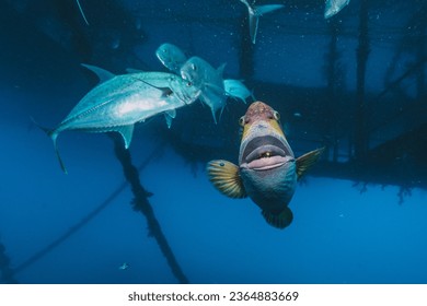 trigger fish getting super close