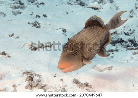 Trigger fish underwater close up portrait