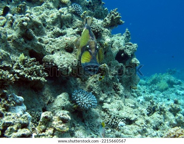 \
Triggerfishes\
Balistidae. Fish - a type of bony fish Osteichthyes Spin-horned\
(Balistidae) Bluefeather\
ballistode.\
