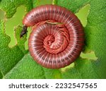
Trigoniulus corallinus, sometimes called the rusty millipede or common Asian millipede, is a species of millipede  widely distributed in the Indo-malayan region including India, Sri Lanka, China, Tai
