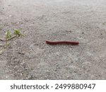 Trigoniulus corallinus, sometimes called the rusty millipede or common Asian millipede, is a species of millipede that is widespread in the Indo-Malayan region.