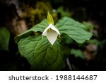 Trillium Bloom Begins to Open in Spring along the Little River Trail in Great Smoky Mountains National Park