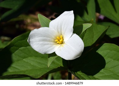 Trillium blooming on the forest floor in the Springtime