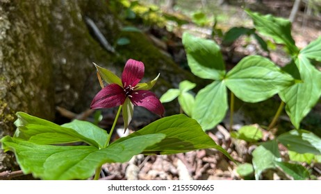 Trillium Erectum Red. Spring-blooming wildflower, also known as Wakerobin, is native to woodlands in the Eastern U.S. The plants stand 10-12" high.