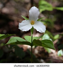 Trillium flower in bloom in Ontario, Canada, spring bloom close-up with soft background