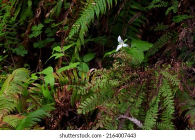 Trillium Flower In Fern Canyon