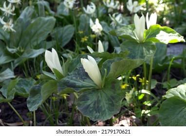 Trillium flower in spring garden, Trillium sessile, sort Snow Queen