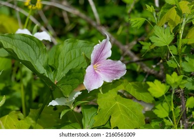 Trillium. A lovely spring woodland flower with three bright white petals. The white trillium (pink trilium)  the plant is native to eastern North America.