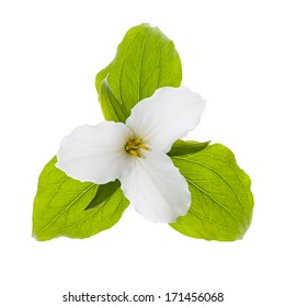 Trillium Ontario provincial flower with leaves isolated on white background