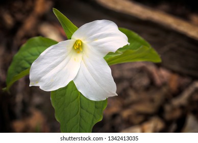 A Trillium Wildflower In The Britton Forest Tract Of Halton Region, Northwest Of Toronto, Ontario.