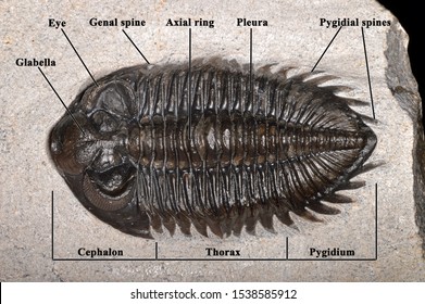 Trilobita Morphology: Coltraneia, A Genus Of Trilobite (Phacopida, Acastidae), That Lived During The Devonian Period.