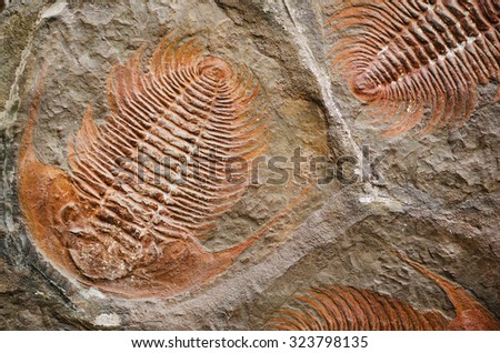 trilobite