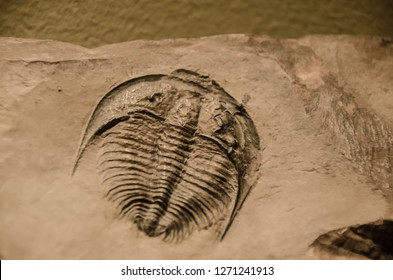 Trilobite arthropod fossil 