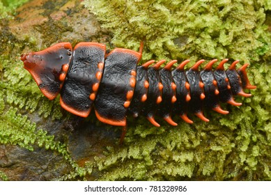 433 Trilobite Beetle Images, Stock Photos & Vectors | Shutterstock