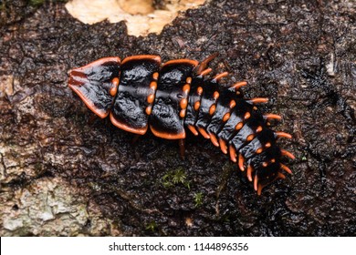 433 Trilobite Beetle Images, Stock Photos & Vectors | Shutterstock