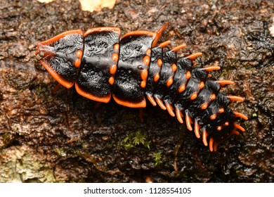 Trilobite Beetle Platerodrilus Sabah Borneo Malaysia Stock Photo ...