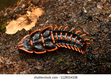 Trilobite Beetle Platerodrilus Sabah Borneo Malaysia Stock Photo ...