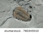 trilobite, Flexicalymene meeki, Ordovician Period, Cincinnati, Ohio