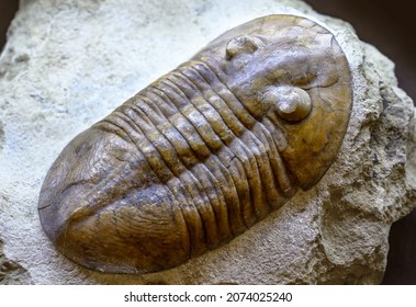 Trilobite Fossil On Stone, Extinct Animal Lived In Cambrian And Silurian Seas. Big Trilobite Fossil By Prehistoric Era And Rock Close-up. Concept Of Paleontology, Evolution And Paleozoic Fossils.