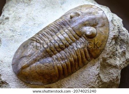 Trilobite fossil on stone, extinct animal lived in Cambrian and Silurian seas. Big trilobite fossil by prehistoric era and rock close-up. Concept of paleontology, evolution and Paleozoic fossils.