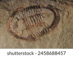 trilobite fossil as very nice natural background