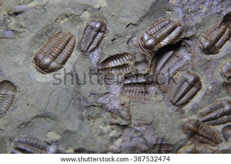 trilobite fossil as very nice natural background