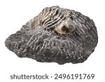 Trilobite stone fossil embedded in stone isolated with clipping path.
Phacops rana (Eldredgeops rana) is a species of trilobite from the middle Devonian period.
