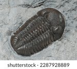 Trilobites are marine arthropods that disappeared 250 million years ago.
