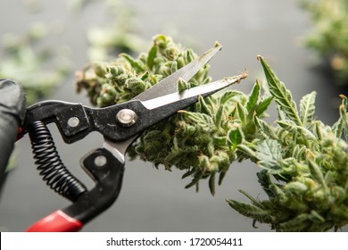 Trim Before Drying. Growers Trim Cannabis Buds. Harvest Weed Time Has Come. The Sugar Leaves On Buds. Mans Hands Trimming