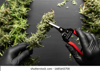 Trim Before Drying. Harvest Weed Time Has Come. Mans Hands Trimming Marijuana Bud.