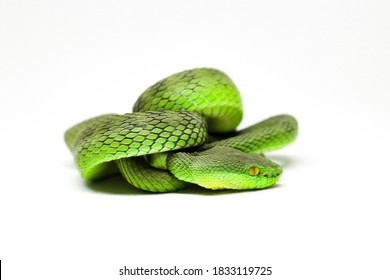 Trimeresurus Albolabris, Cryptelytrops Albolabris, Venomous Snake From Viperidae  Family