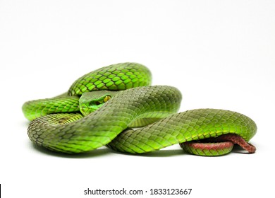 Trimeresurus Albolabris, Snake From Family Viperidae