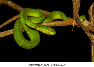 2,507 Species pit viper Images, Stock Photos & Vectors | Shutterstock