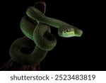 Trimeresurus Insularis closeup on branch, Indonesian viper snake closeup