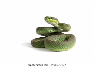 Trimeresurus Insularis closeup on isolated background, Indonesian viper snake closeup - Powered by Shutterstock