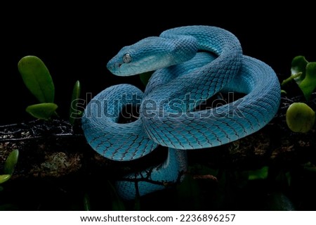 Trimeresurus insularis is venomous pit vipers and endemic species in Indonesia. Blue Insularis on tree branch.