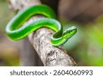 Trimeresurus macrolepis, commonly known as the large-scaled pit viper, is a venomous pit viper species endemic to the Southern Western Ghats of South India. Photo taken from Munnar, Kerala, India.