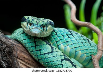 Sri Lankan Pit Viper Images Stock Photos Vectors Shutterstock