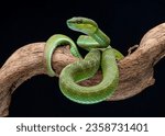 Trimisurus albolabris, green snake closeup on branch, animal closeup

