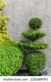 Trimmed Boxwood Bushes On The Background Of A Concrete Wall